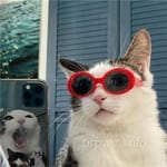 Avatar of Bushra Nadeem