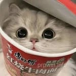 Avatar of Fiza Malik